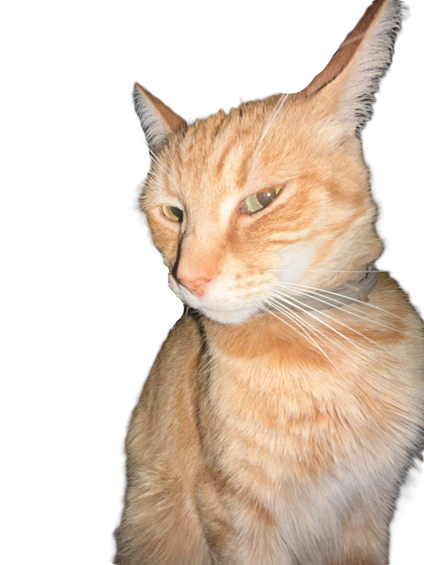 orange cat with extended ears