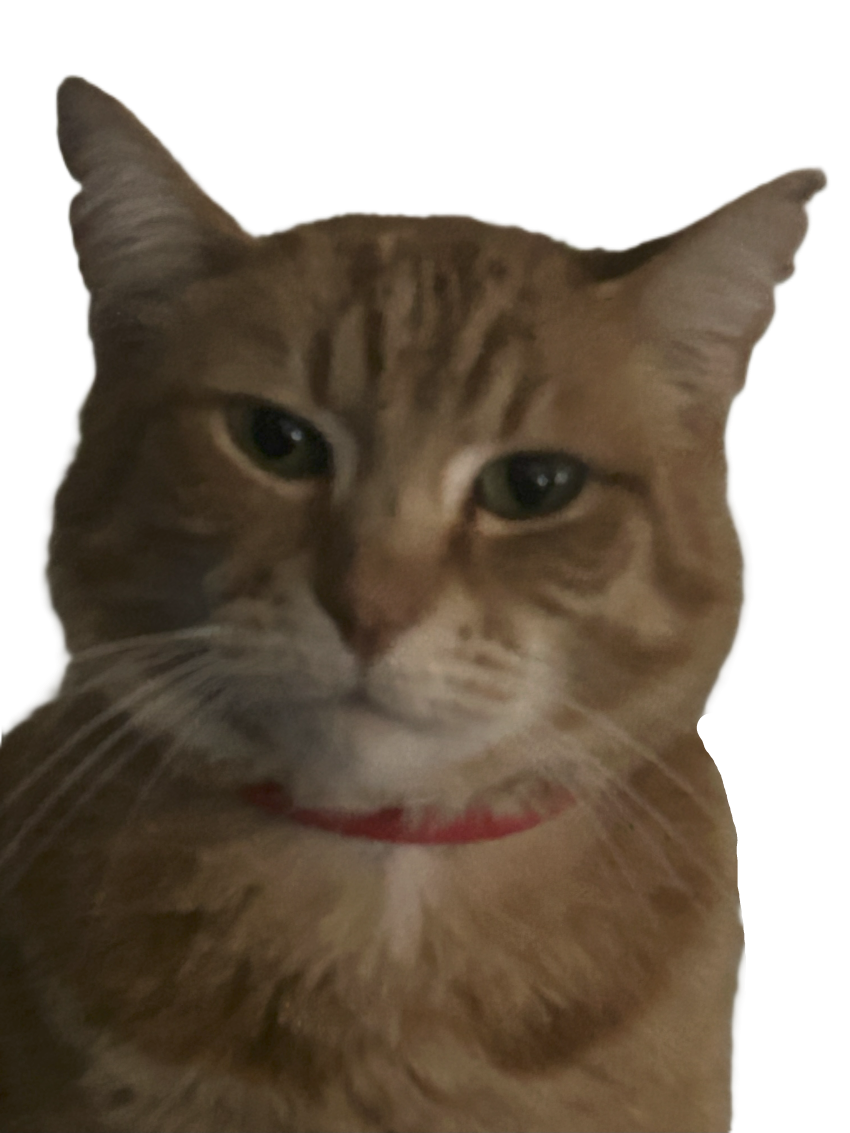 orange cat