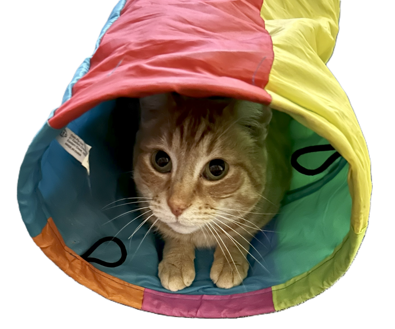 orange cat in a rainbow tunnel