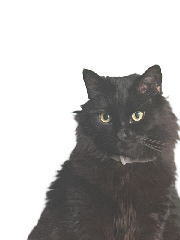 fluffy black cat
