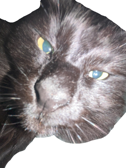 fluffy black cat