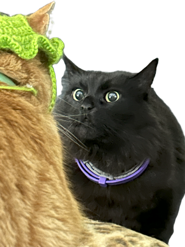 curious, fluffy black cat