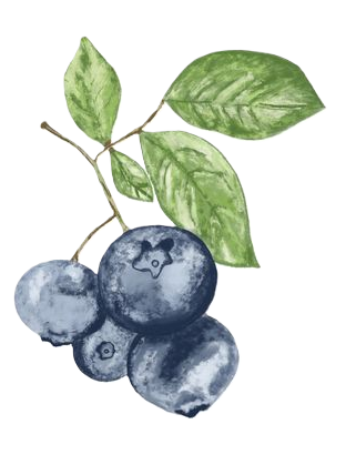 four blueberries with leaves