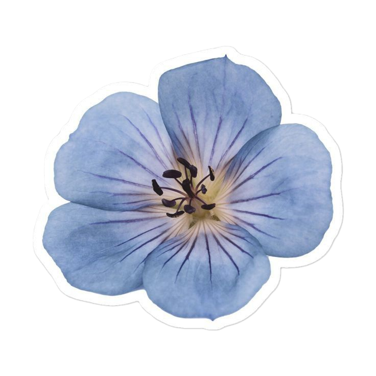 five-petaled blue flower