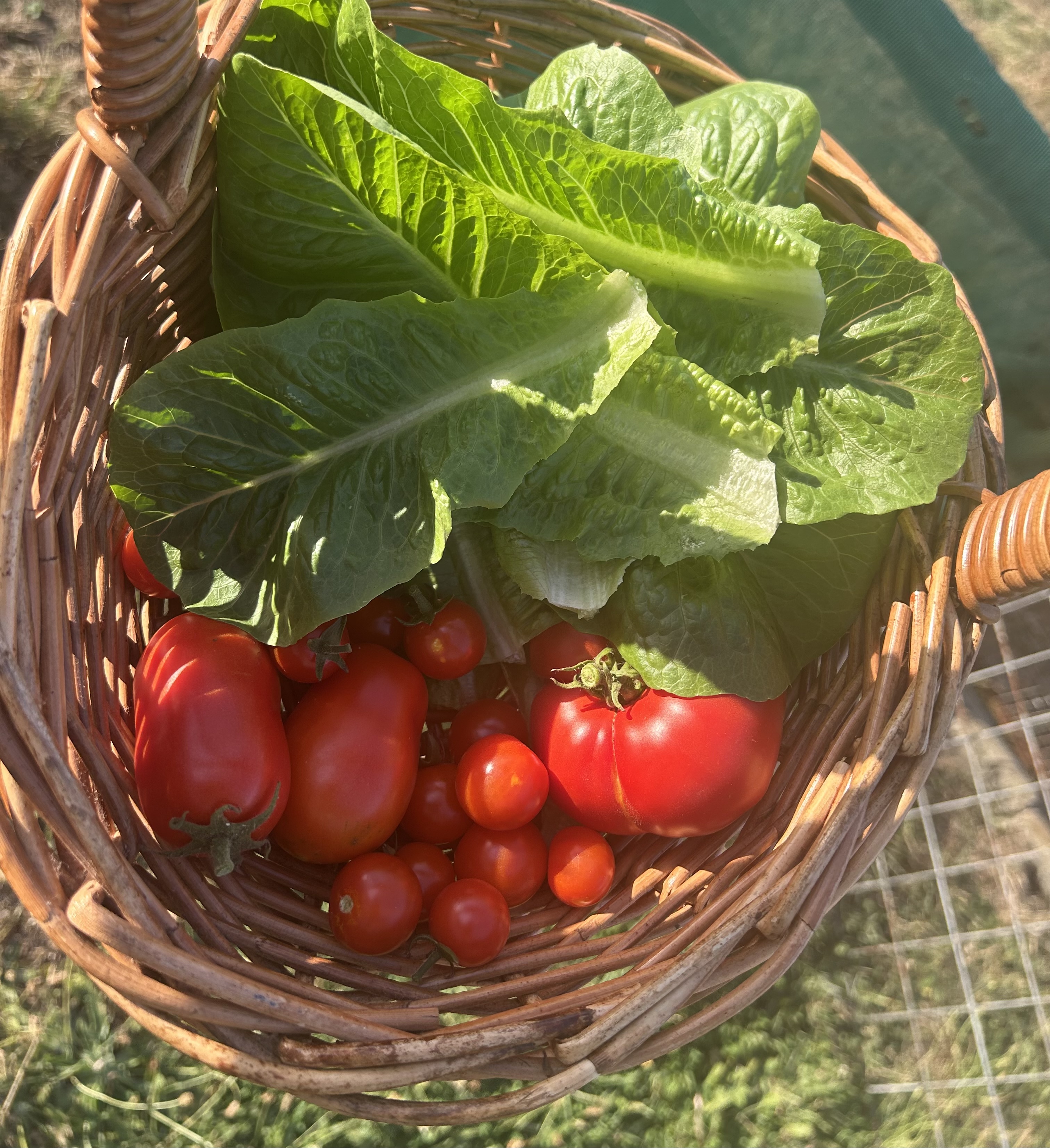 basket with lettuce and tomatoes